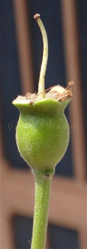  Hypanthium and Pistil